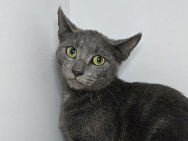 adoptable Cat in Millersville, MD named Mako