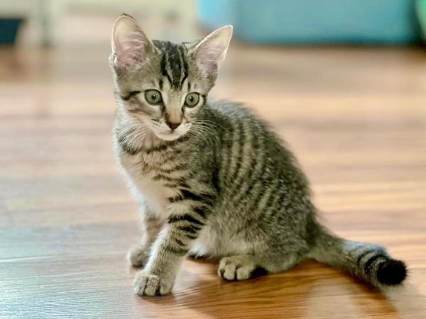 adoptable Cat in Millersville, MD named Mini Melts