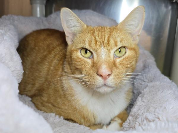 adoptable Cat in Millersville, MD named Roy