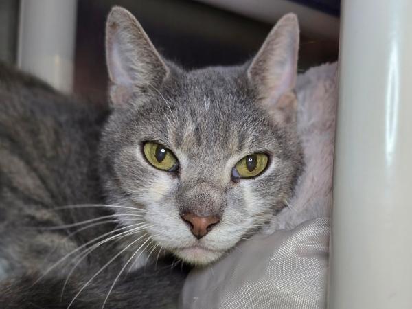 adoptable Cat in Millersville, MD named Sigfried