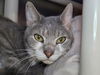 adoptable Cat in , MD named Sigfried