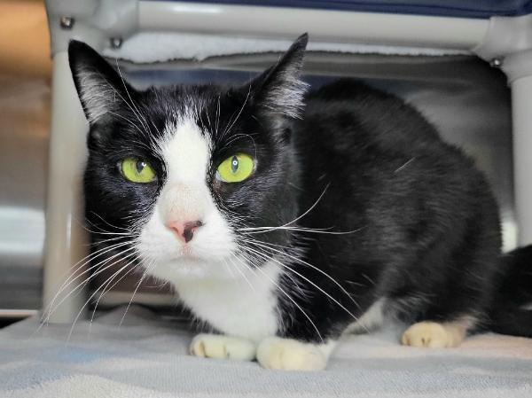 adoptable Cat in Millersville, MD named Violet