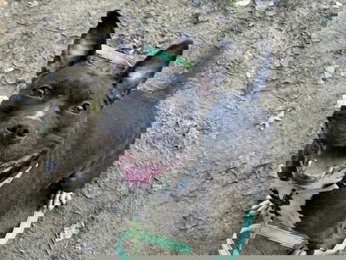 picture of the dog needing adoption