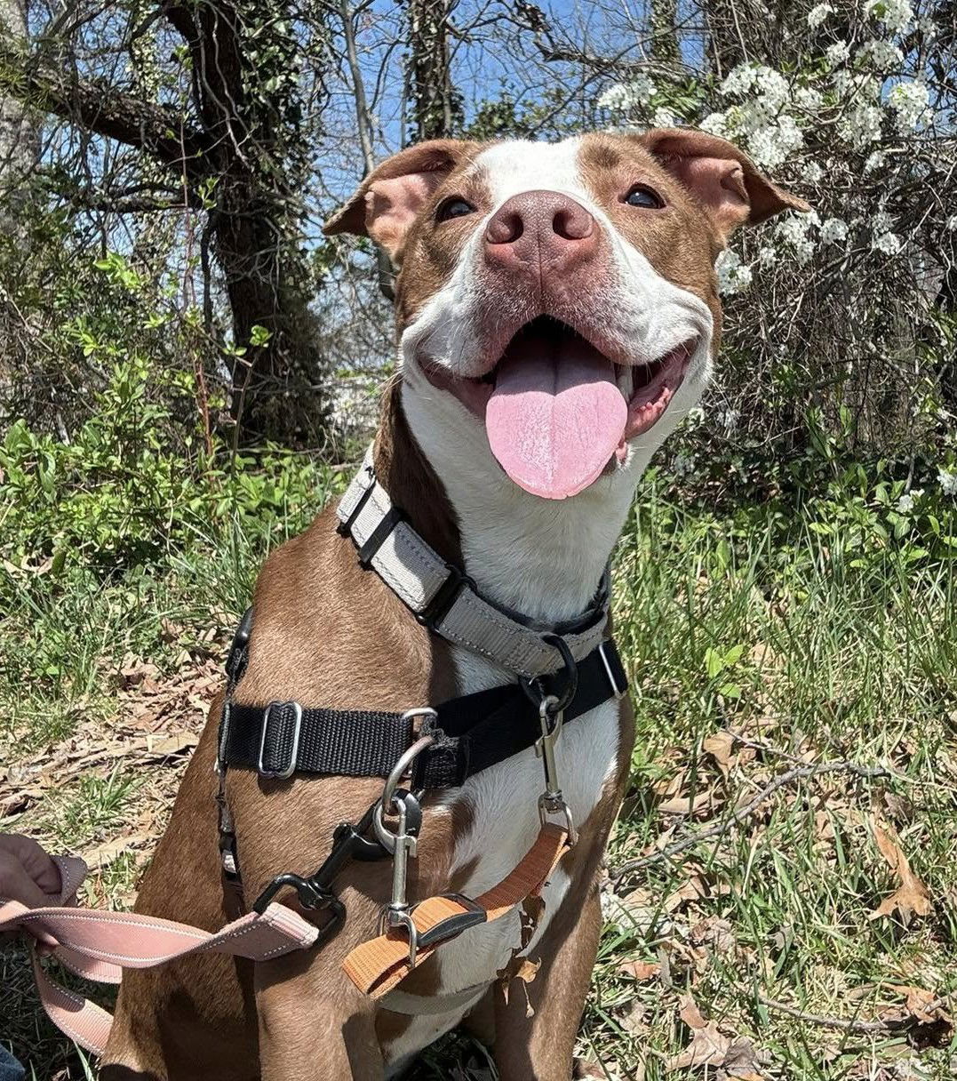 adoptable Dog in Millersville, MD named Te Ka