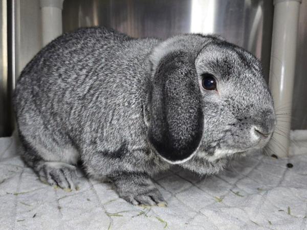 adoptable Rabbit in Millersville, MD named Jack Sparrow