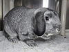 adoptable Rabbit in  named Jack Sparrow