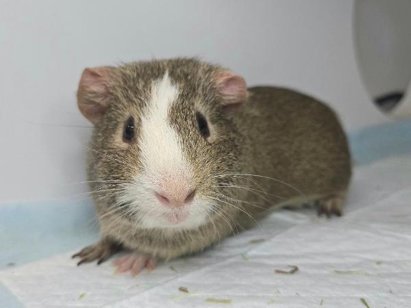 adoptable Guinea Pig in Millersville, MD named Thumper