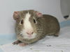 adoptable Guinea Pig in  named Thumper