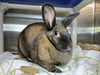adoptable Rabbit in  named Veyra