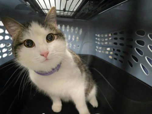 picture of the cat needing adoption