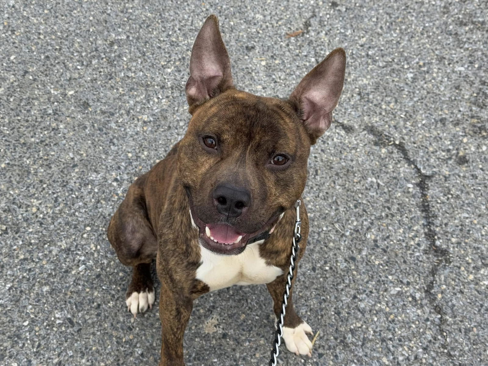 adoptable Dog in Millersville, MD named Niko