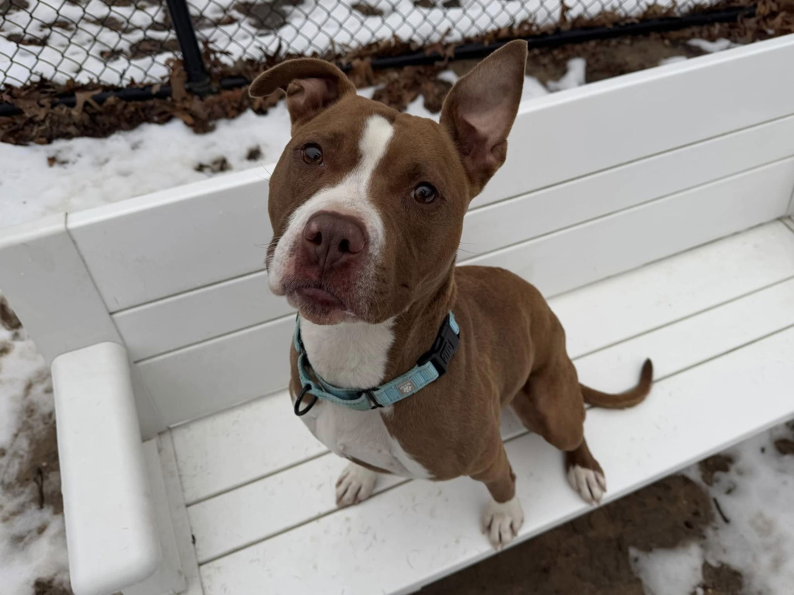 adoptable Dog in Millersville, MD named Carrie Underwoof