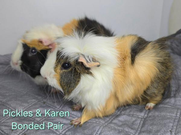 adoptable Guinea Pig in Millersville, MD named Karen