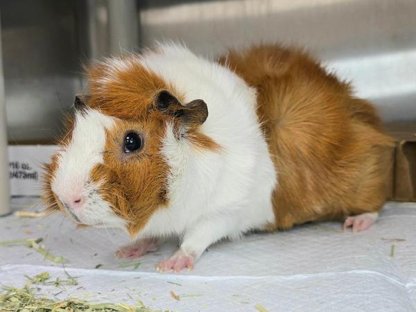 adoptable Guinea Pig in Millersville, MD named Opal