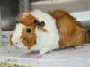 adoptable Guinea Pig in  named Opal