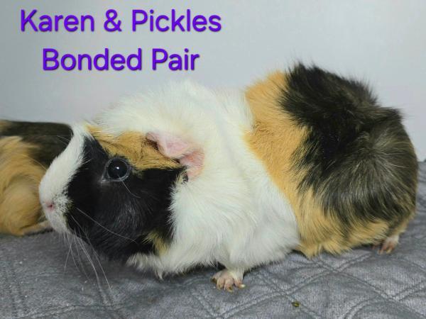 adoptable Guinea Pig in Millersville, MD named Pickles