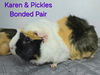 adoptable Guinea Pig in  named Pickles