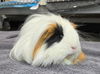 adoptable Guinea Pig in  named Pyrite