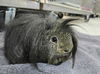 adoptable Guinea Pig in  named Toupee