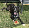 adoptable Dog in  named Nickie