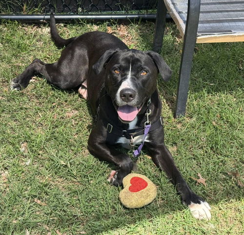 picture of the dog needing adoption