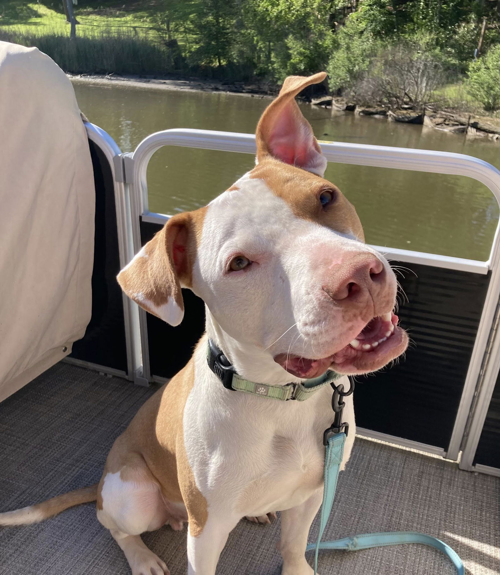 adoptable Dog in Millersville, MD named Carlotti