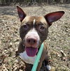 adoptable Dog in  named Harley Knower