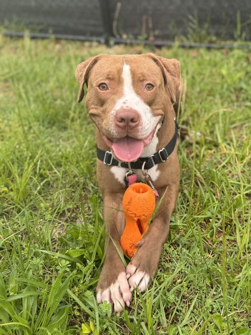 picture of the dog needing adoption