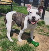 adoptable Dog in  named Penny (Secret)