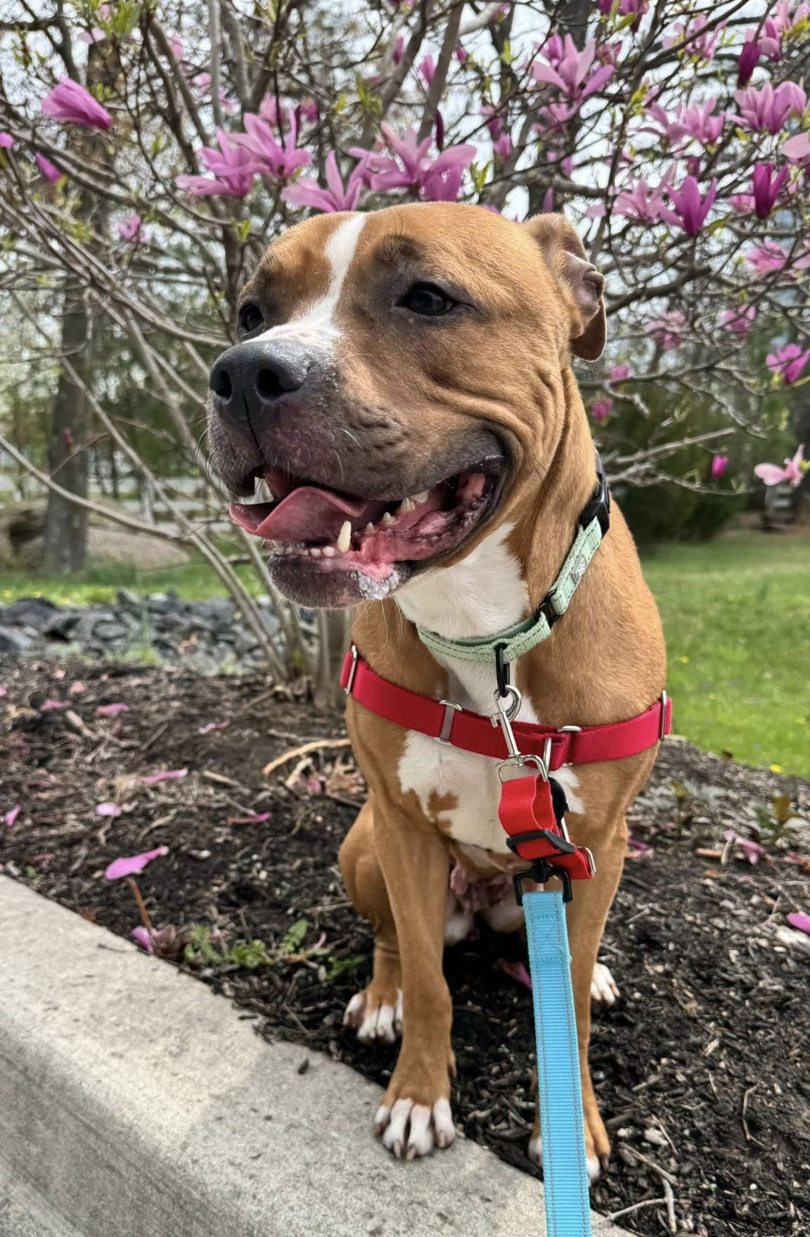 adoptable Dog in Millersville, MD named Love