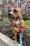 adoptable Dog in  named Love