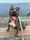 adoptable Dog in  named Cecilia