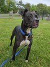 adoptable Dog in  named King Slick Rick