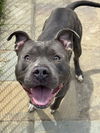 adoptable Dog in  named Blue Grass