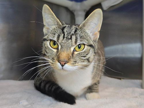 picture of the cat needing adoption