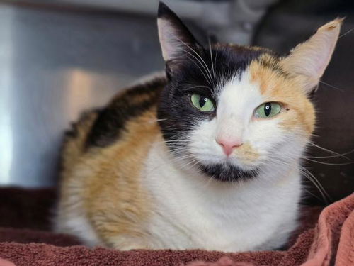 picture of the cat needing adoption