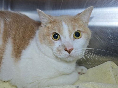 picture of the cat needing adoption