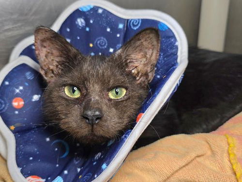 picture of the cat needing adoption