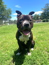 adoptable Dog in  named Maxx