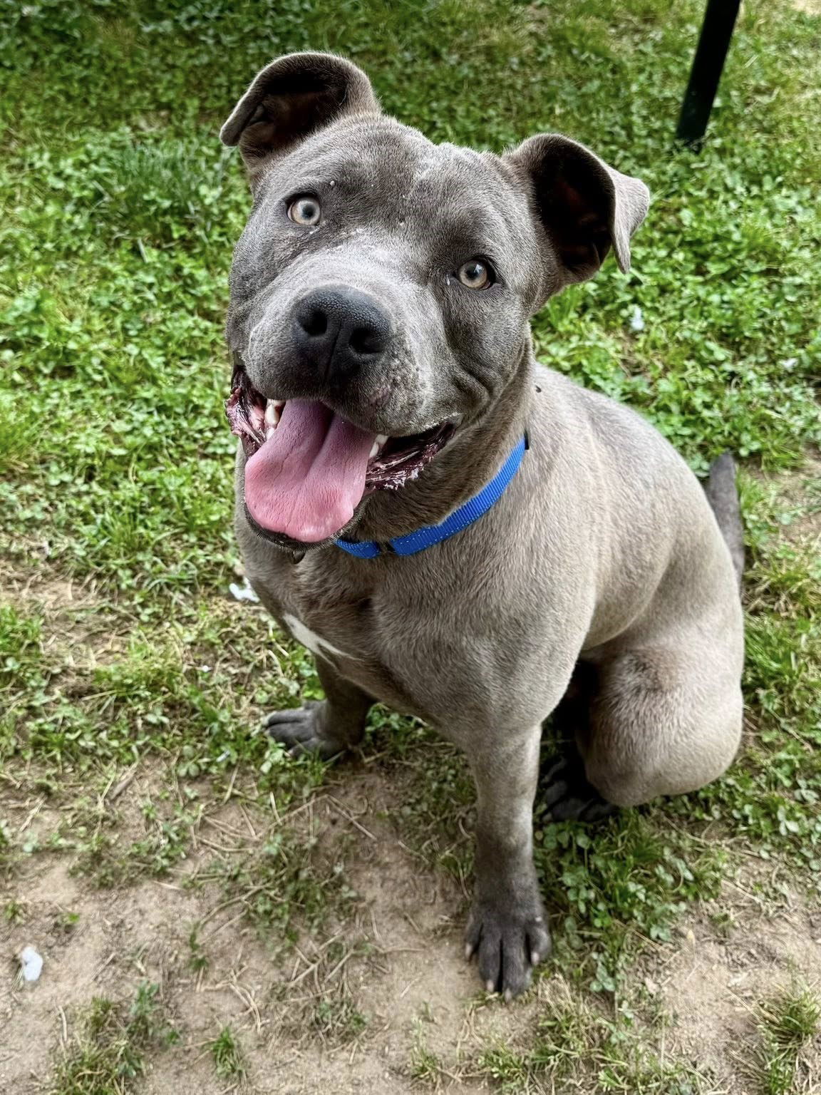 adoptable Dog in Millersville, MD named Pocky
