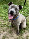 adoptable Dog in  named Pocky