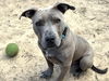 adoptable Dog in  named Space Warp