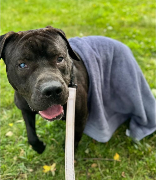 BEE LARRY KING - Pit Bull Terrier available for adoption