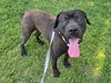 adoptable Dog in  named Bee Larry King