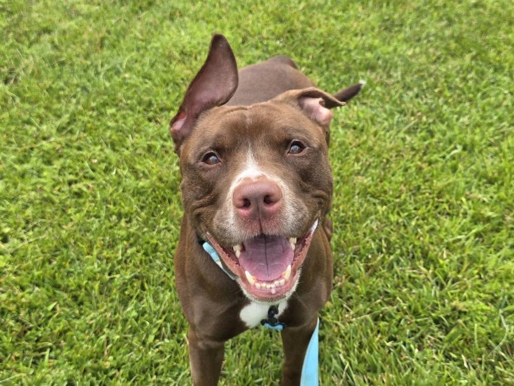 adoptable Dog in Millersville, MD named Thor