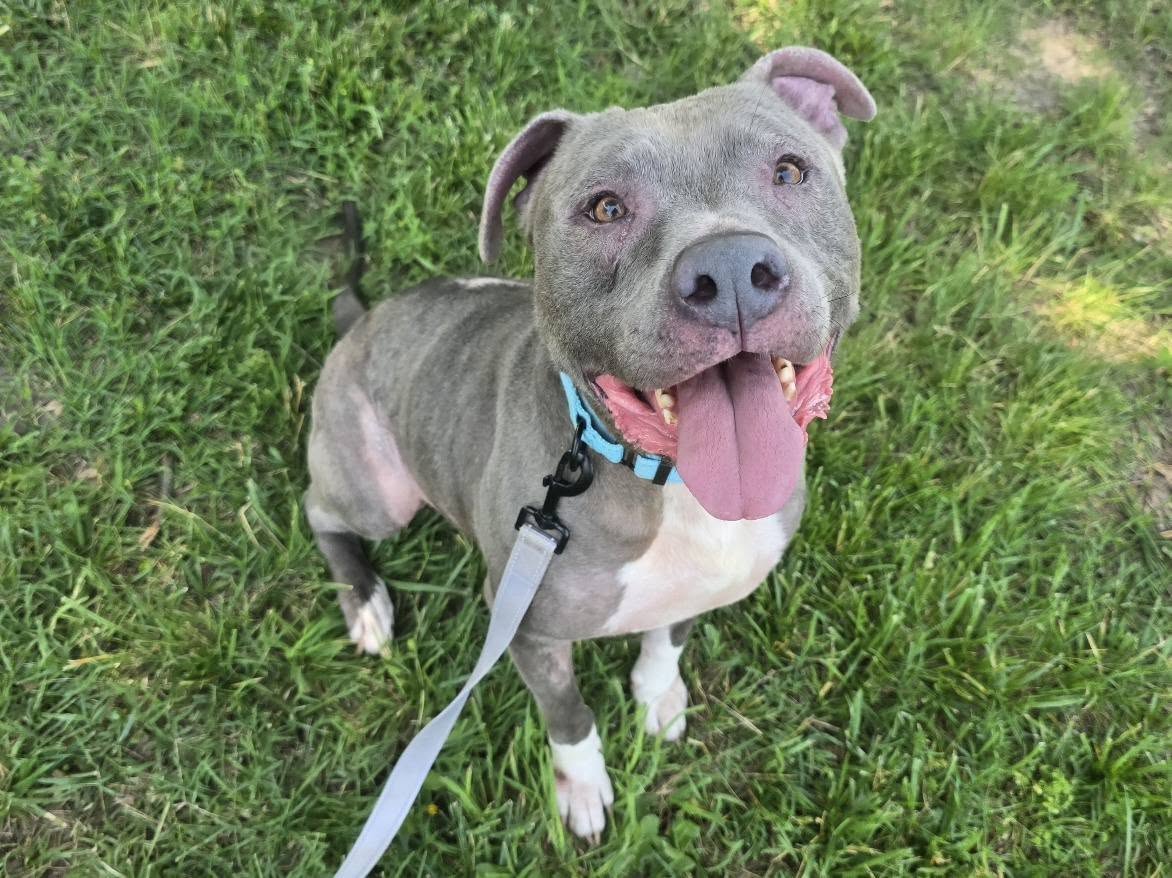 adoptable Dog in Millersville, MD named Gorgonzola