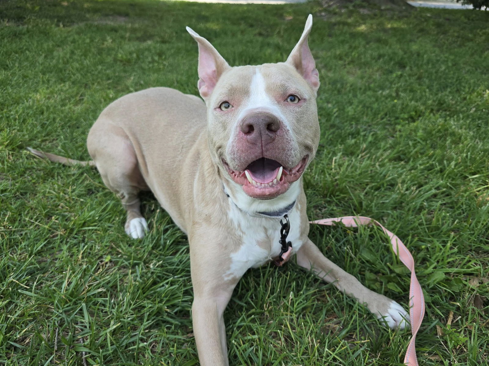 adoptable Dog in Millersville, MD named Ocean