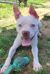 adoptable Dog in  named Mystery Flavor