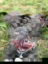 adoptable Dog in  named Bea