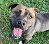 adoptable Dog in  named Jay